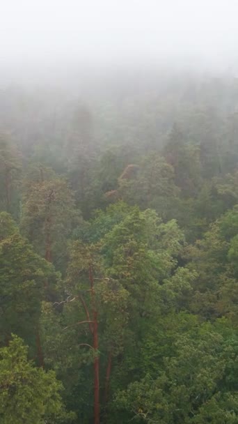 Vertical video fog in the forest aerial view — Stock Video