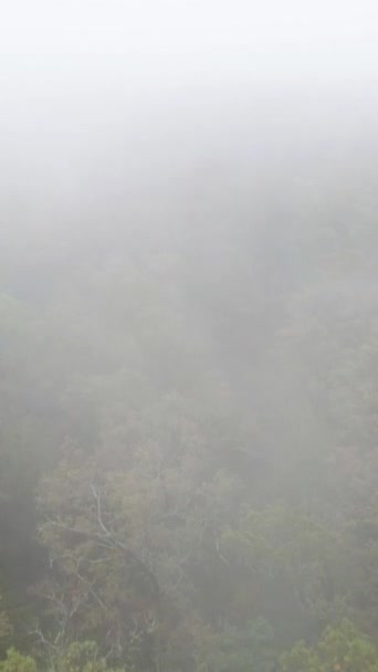 Vertical video fog in the forest aerial view — Stock Video