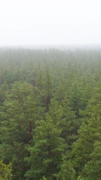Κάθετη ομίχλη βίντεο στο δάσος εναέρια άποψη — Αρχείο Βίντεο