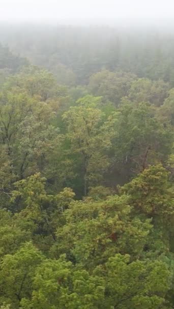 森林の空中ビューで垂直方向のビデオ霧 — ストック動画