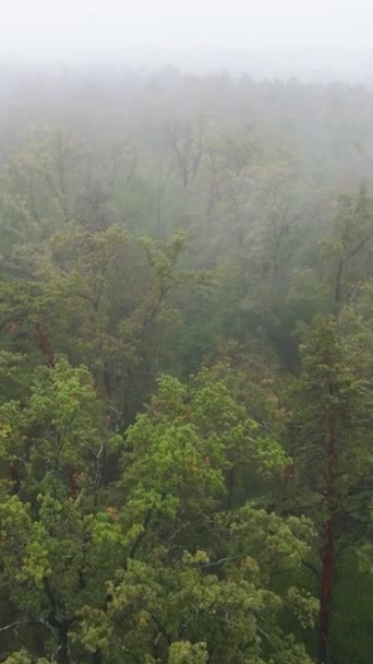 森林鸟瞰中的垂直影像雾 — 图库视频影像