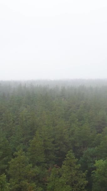 Névoa de vídeo vertical na vista aérea da floresta — Vídeo de Stock