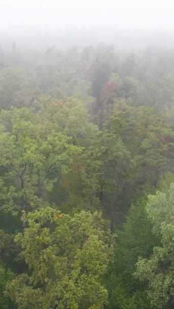 森林の空中ビューで垂直方向のビデオ霧 — ストック動画