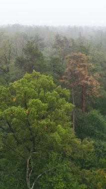 Ormanın hava manzarasında dikey görüntü sisi