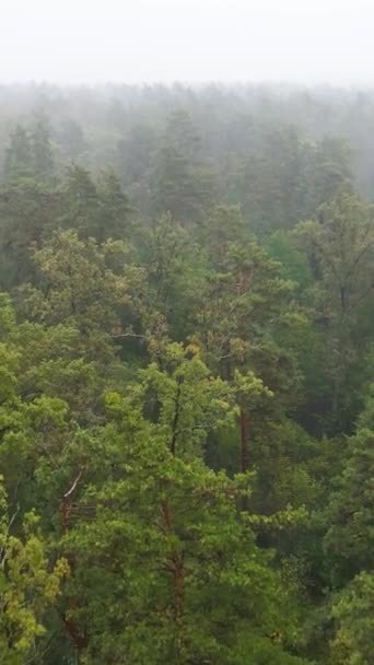 Vertikal video dimma i skogen antenn vy — Stockvideo