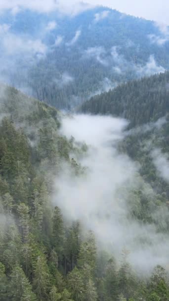 Vertikales Video von Nebel in den Bergen — Stockvideo
