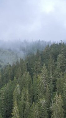 Dağlardaki sisin dikey videosu