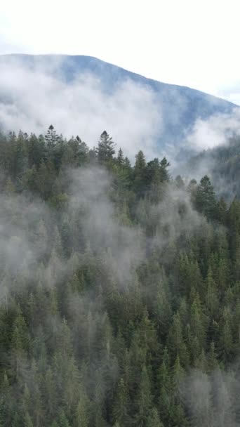 Vertikal video av dimma i bergen — Stockvideo