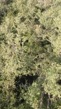 Yeşil orman bir yaz gününde. Dikey video