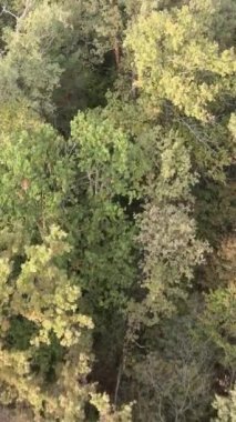 Yeşil orman bir yaz gününde. Dikey video