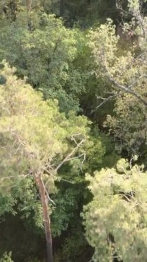 Yeşil orman bir yaz gününde. Dikey video