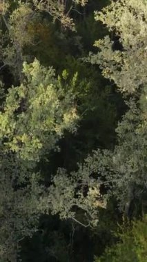 Ormandaki ağaçların havadan görünüşü. Dikey video