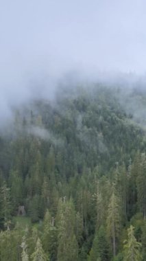 Ormandaki ağaçların havadan görünüşü. Dikey video