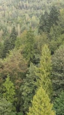 Ormandaki ağaçların havadan görünüşü. Dikey video