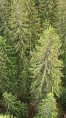 Ormandaki ağaçların havadan görünüşü. Dikey video