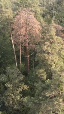 Yeşil orman bir yaz gününde. Dikey video