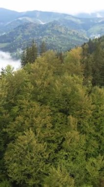 Ormandaki ağaçların havadan görünüşü. Dikey video