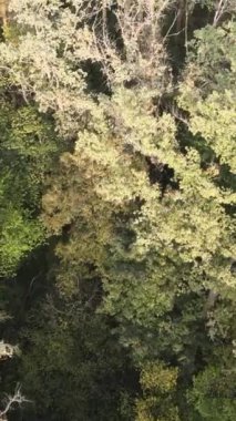 Yeşil orman bir yaz gününde. Dikey video