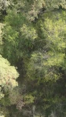 Yeşil orman bir yaz gününde. Dikey video