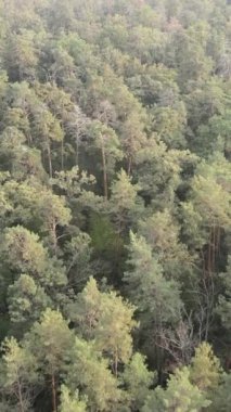 Yeşil orman bir yaz gününde. Dikey video