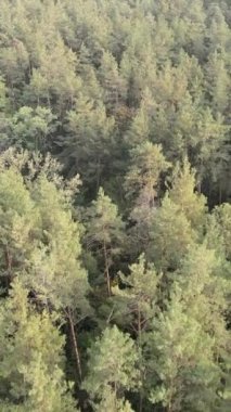 Yeşil orman bir yaz gününde. Dikey video