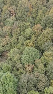 Ormandaki ağaçların havadan görünüşü. Dikey video