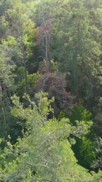 Veduta aerea degli alberi nella foresta. Video verticale — Video Stock