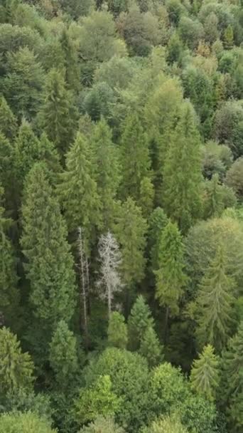 Vue aérienne des arbres dans la forêt. Vidéo verticale — Video