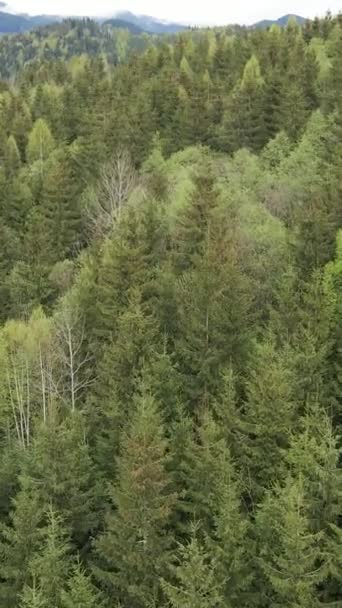 Vista aérea de los árboles en el bosque. Vídeo vertical — Vídeo de stock