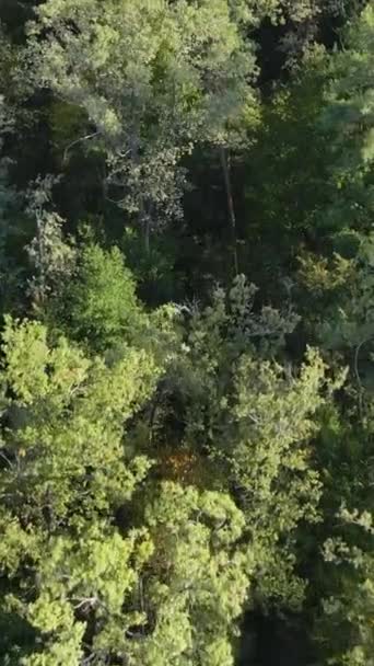 Letecký pohled na stromy v lese. Svislé video