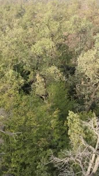 Groen bos op een zomerdag. Verticale video — Stockvideo