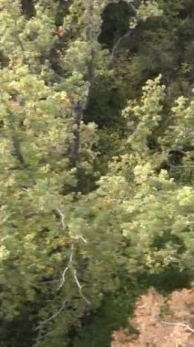 Yeşil orman bir yaz gününde. Dikey video