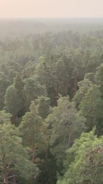 Yeşil orman bir yaz gününde. Dikey video