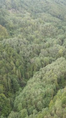 Ormandaki ağaçların havadan görünüşü. Dikey video