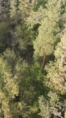 Yeşil orman bir yaz gününde. Dikey video