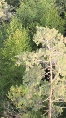 Yeşil orman bir yaz gününde. Dikey video