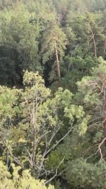 Yeşil orman bir yaz gününde. Dikey video