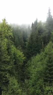 Ormandaki ağaçların havadan görünüşü. Dikey video