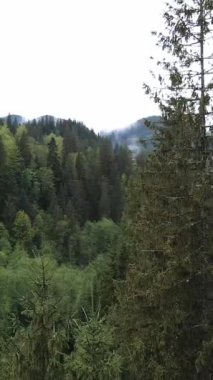 Ormandaki ağaçların havadan görünüşü. Dikey video