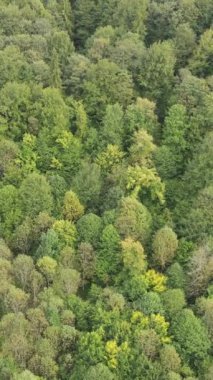Ormandaki ağaçların havadan görünüşü. Dikey video