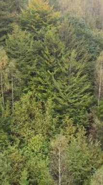 Ormandaki ağaçların havadan görünüşü. Dikey video