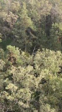 Yeşil orman bir yaz gününde. Dikey video