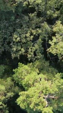 Ormandaki ağaçların havadan görünüşü. Dikey video