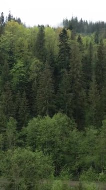 Ormandaki ağaçların havadan görünüşü. Dikey video