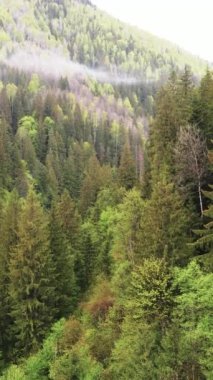 Ormandaki ağaçların havadan görünüşü. Dikey video