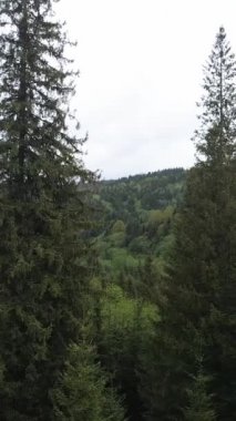 Ormandaki ağaçların havadan görünüşü. Dikey video