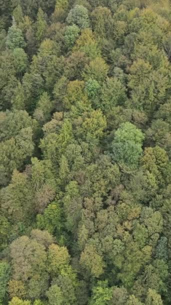 Vue aérienne des arbres dans la forêt. Vidéo verticale — Video