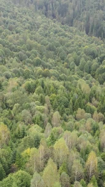 Aerial view of trees in the forest. Vertical video — Stock Video