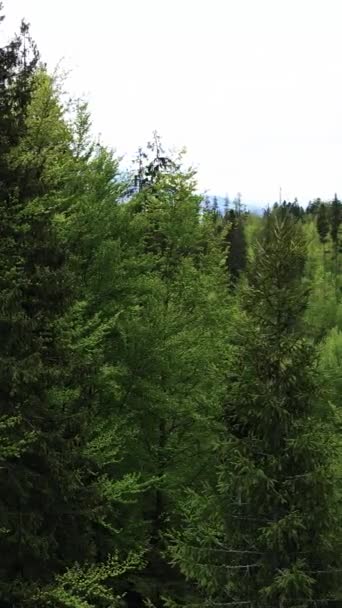 Vista aérea de los árboles en el bosque. Vídeo vertical — Vídeo de stock