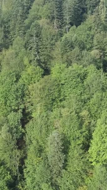 Aerial view of trees in the forest. Vertical video — Stock Video